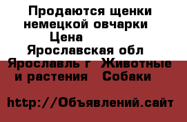 Продаются щенки немецкой овчарки › Цена ­ 5 000 - Ярославская обл., Ярославль г. Животные и растения » Собаки   